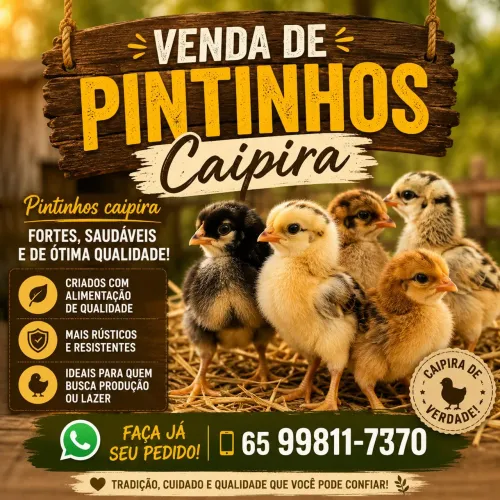 ? Pintinhos Caipira Disponíveis