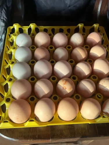 Ovos disponiveis Gsb e. caipira melhorado