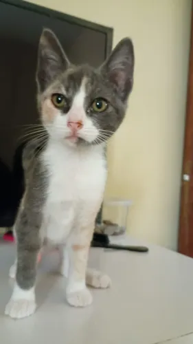 Gatinha para adoção 