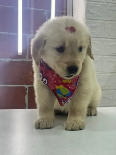GOLDEN FOFISSIMO