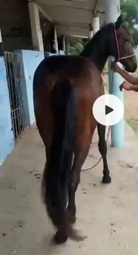 Potra de patrão 