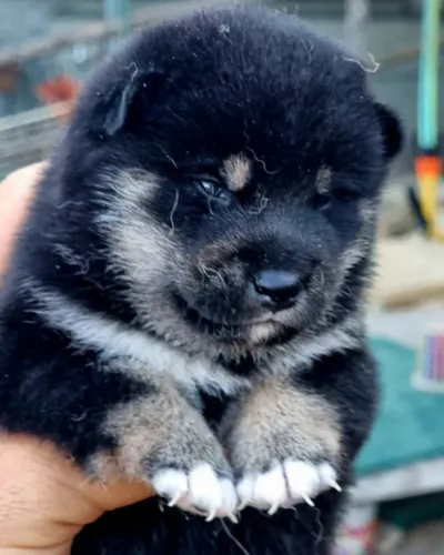 Akita Inu,Akita Inu Filhote Linda Linhagem Disponível