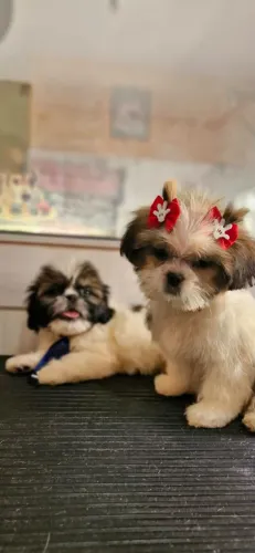 Filhote Shih Tzu macho e fêmea 