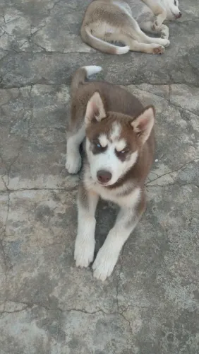 Husky siberiano com 3 meses, vacinado e vermifugado.