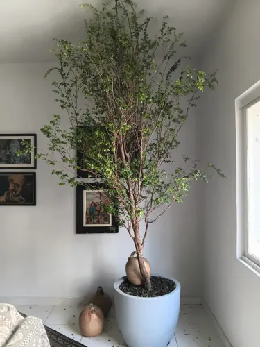 Jaboticaba Sabara ornamental