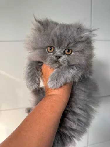 Filhote de gato persa