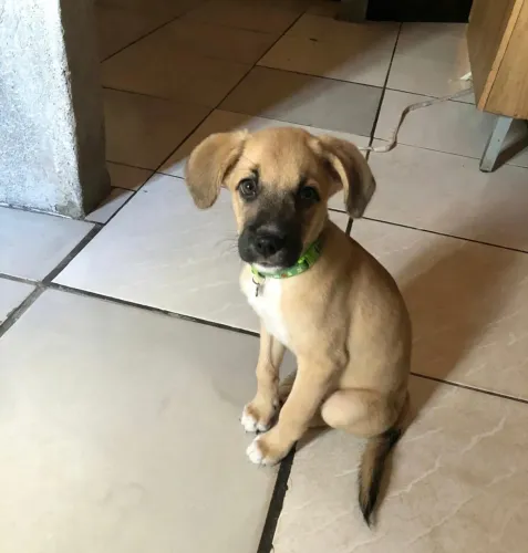 Cachorro para doação