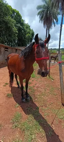 Cavalo mangalarga , 8 anos , castrado , sadio e marcha picada