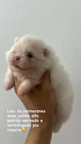 Disponível