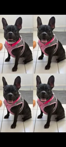 Buldogue francês procura macho para cruzar está no ciu