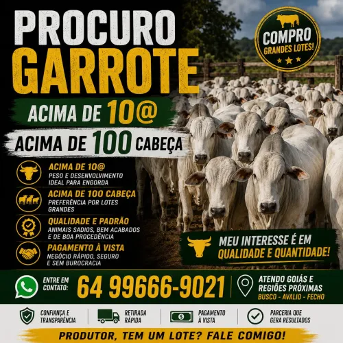WA Corretor de gado compra e venda de gado de corte e de leite