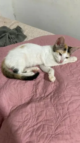 Gatinha para adoção