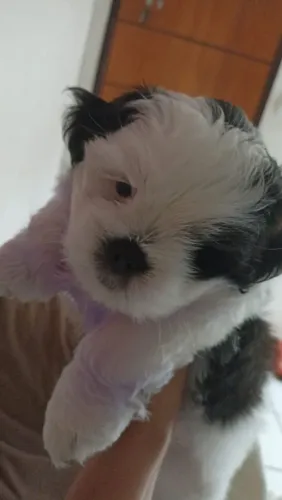 Shih tzu a venda (ultimo sobrando)