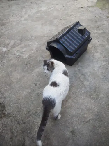 Casinha pet 