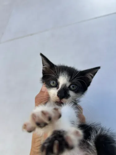 Gatinho para adoção responsável
