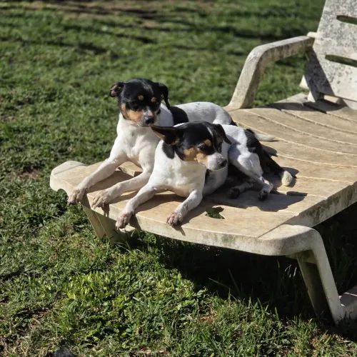 Fox Paulistinha ADOÇÃO