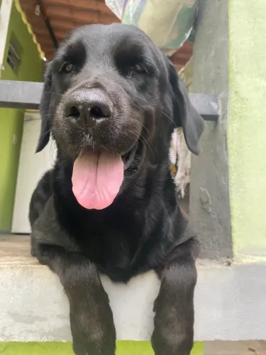 Labrador