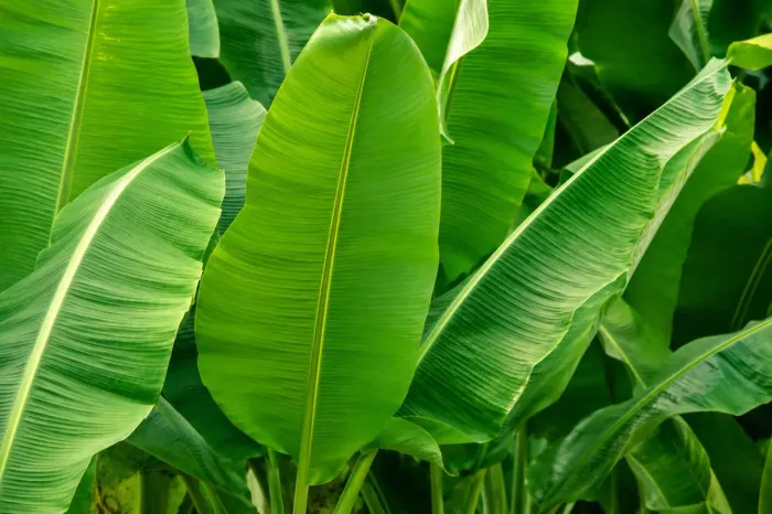 LVS AGRO - FOLHAS DE BABANEIRAS VERDES PARA FAZER BOLOS E PAMONHAS 100 UNIDADES(CENTO)