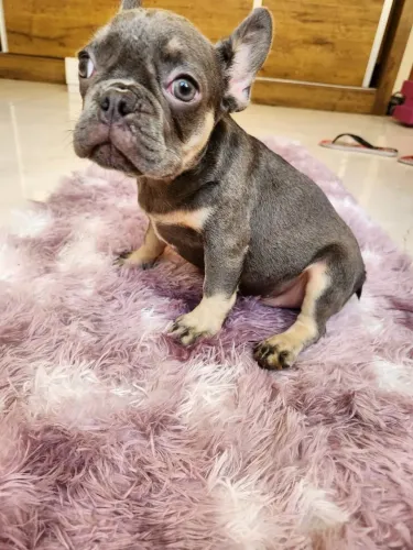 Buldogue francês macho lilás tan 90 dias vacinados vermifugados
