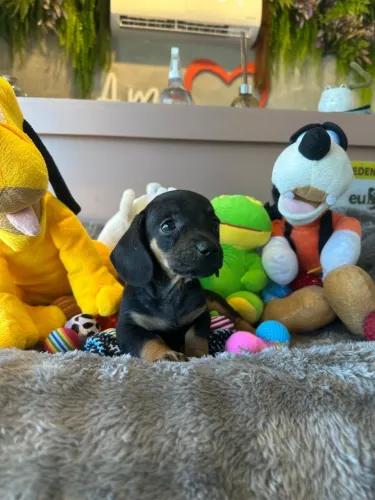 Perfeitos dachshund