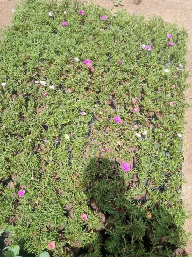 Plantas
