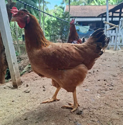 Galinha Sertaneja Balão 