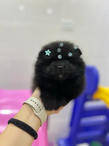 Lulu machinho