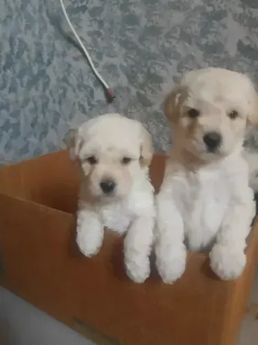 poodle toy