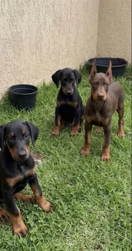DOBERMAN FILHOTES PADRÃO VACINADOS -PARCELO NO CARTÃO