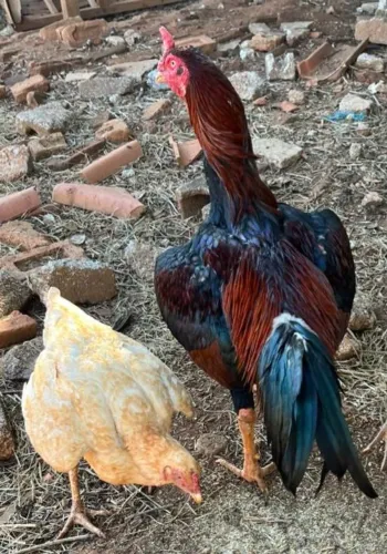 Galo índio