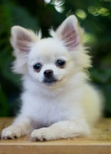 Chihuauha fêmea 6 meses