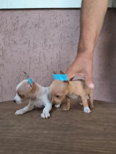 Pinscher mini