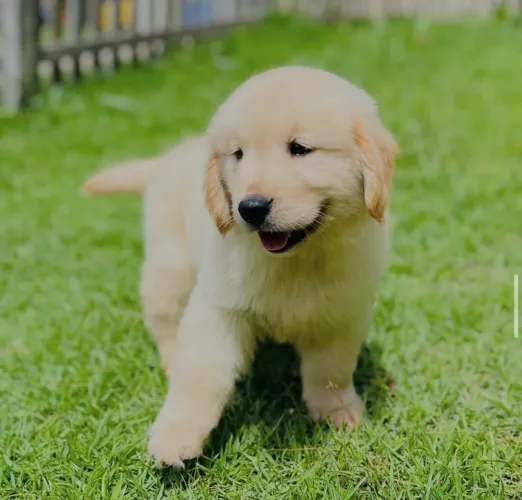 Golden com pedigree e vacinado