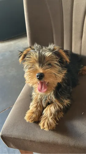 Cachorro