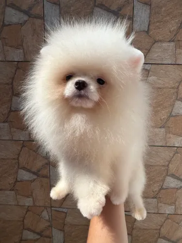 Lulu da pomerania - macho Russo 