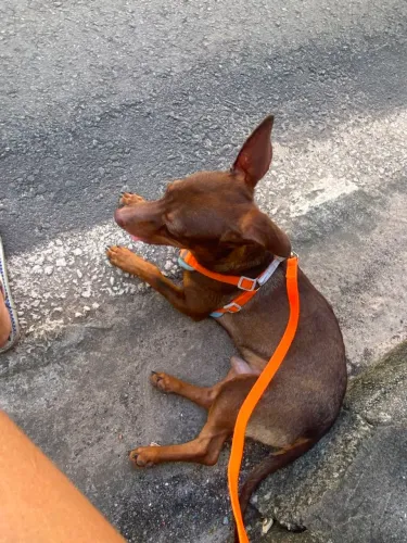 Cachorro Pincher para doação 