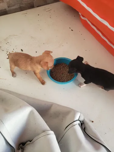 Vendo 2 cachorro pinche