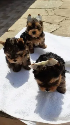 Yorkshire micro macho e fêmea raça pura lindos