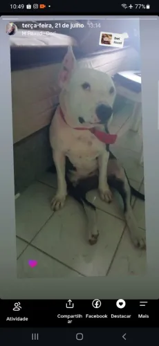 Pitibul