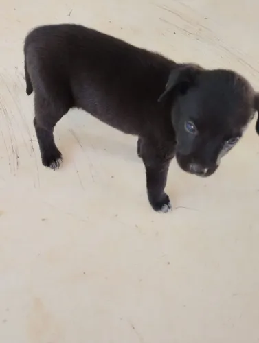 Doase filhotes cachorro Mãe burriler e Pai vira porte grande 