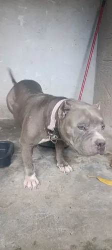 American bully fêmea