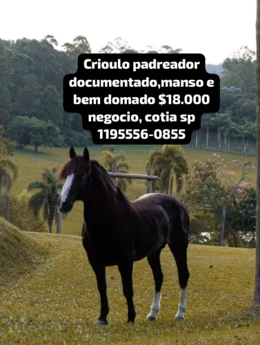 Vendo Cavalo Crioulo Inteiro Padreador