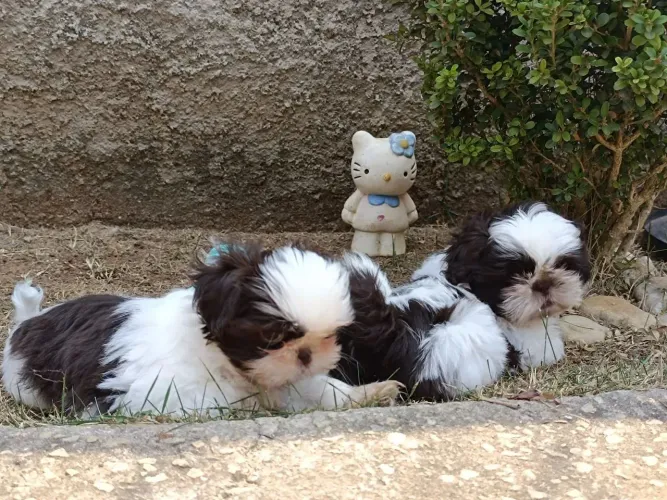 Shih Tzu O jeitinho mais fofo de encontrar felicidade