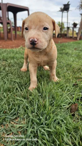 Filhotes de pitbull