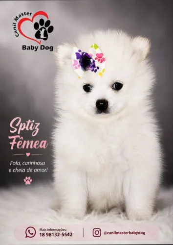 Sptiz Fêmeas