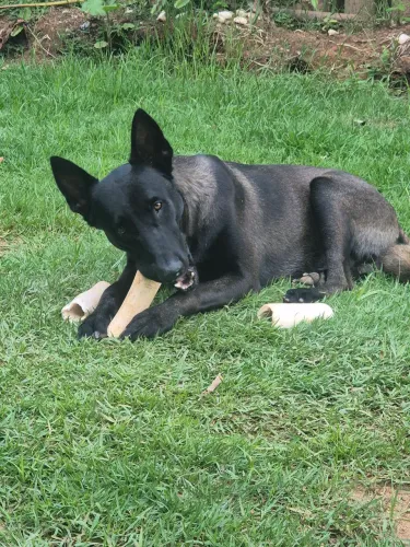 Pastor Belga Malinois