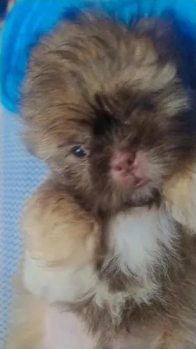 Cachorrinho Shih Tzu 