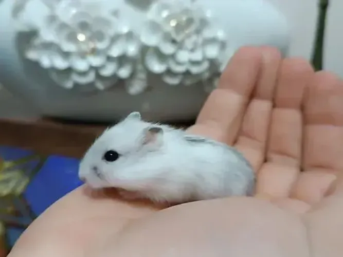Hamster filhotinhos 