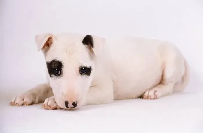 Filhote de Bull Terrier Para Completar Seu Lar Com Alegria