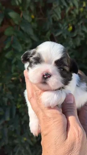 Filhotes de Shih Tzu | Amor e alegria garantidos.